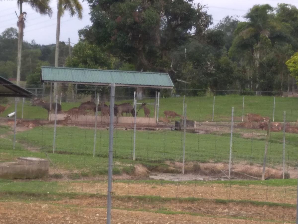 D'ashikin Village & Homestay *